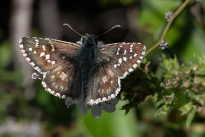 soumračník podobný