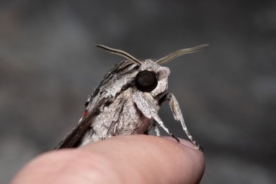 Agrius convolvuli (lišaj svlačcový), HR, Jablanac
