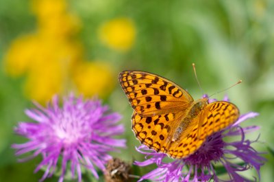 perleťovec prostřední