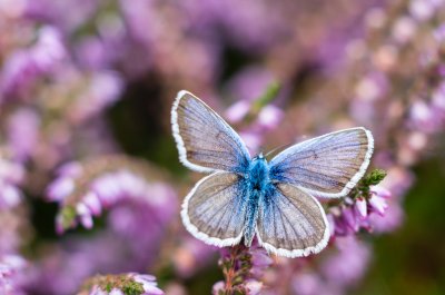 modrásek černolemý