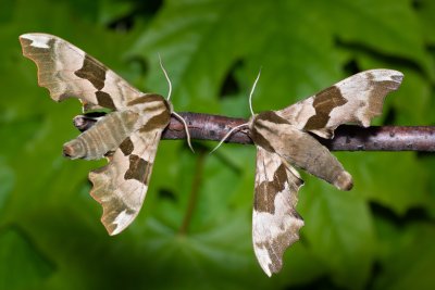 Mimas tiliae (lišaj lipový), PR Kamenný vrch