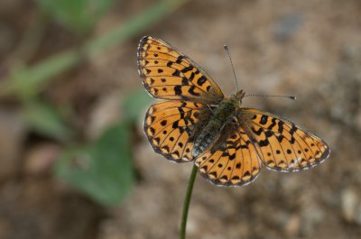 perleťovec fialkový
