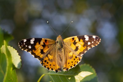 babočka bodláková