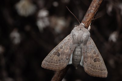Orthosia gracilis (jarnice hladká), Lanžhot