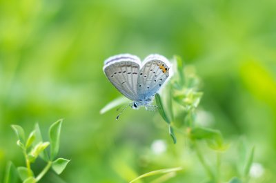 modrásek štírovníkový