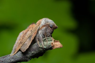 Phyllodesma tremulifolia (bourovec zejkovaný), PR Bosonožský hájek