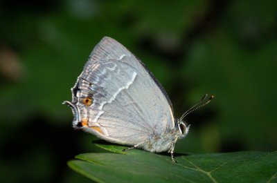 ostruháček dubový