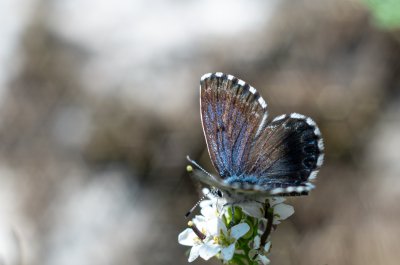 modrásek rozchodníkový