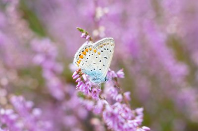 modrásek jehlicový