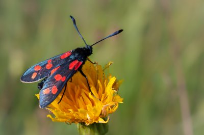 vřetenuška obecná