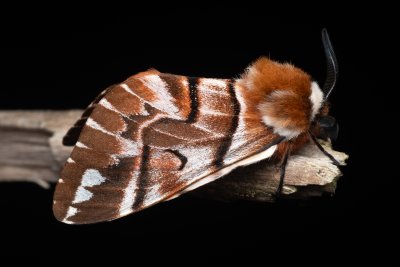 Endromis versicolora (strakáč březový), NPR Radostínské rašeliniště
