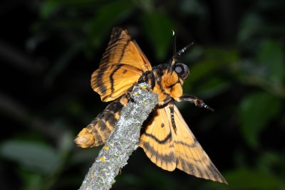 Acherontia atropos (lišaj smrtihlav), Hády