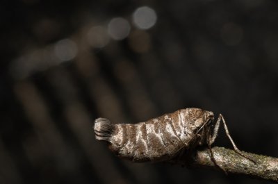 Alsophila aescularia (hedvábnice jarní), Žebětín