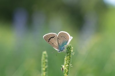 modrásek kozincový