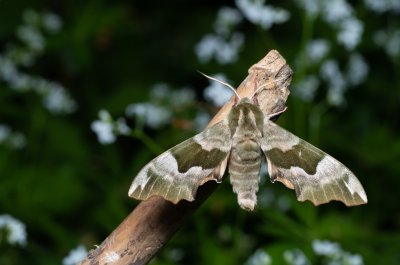Mimas tiliae (lišaj lipový), Augšperský potok