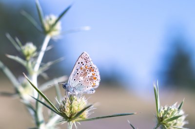 modrásek vikvicový