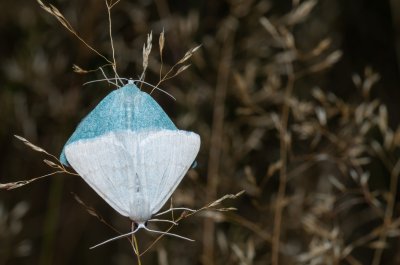 Pseudoterpna pruinata (zelenopláštník janovcový), Kývalka