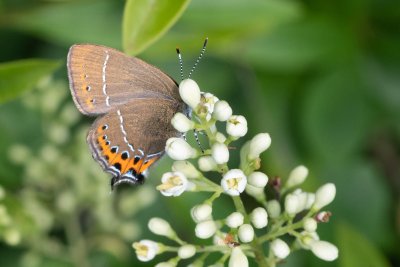 ostruháček švestkový