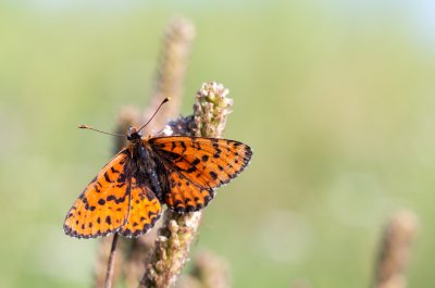 hnědásek květelový