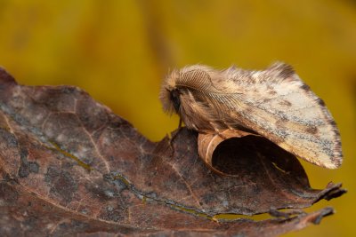 Ptilophora plumigera (hřbetozubec javorový), PR Kamenný vrch