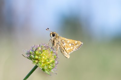 soumračník čárkovaný