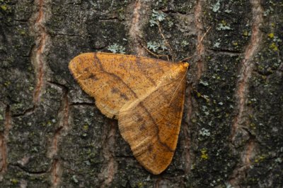 Agriopis aurantiaria (tmavoskvrnáč zlatavý), PR Kamenný vrch