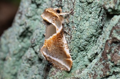 Habrosyne pyritoides (můřice bělopásná), Žebětín