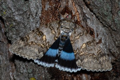 Catocala fraxini (stužkonoska modrá), Hrušovany u Brna