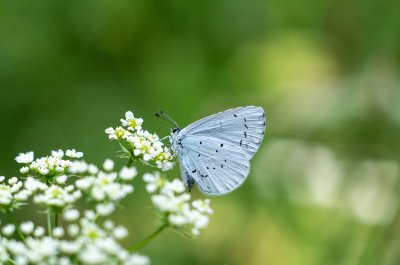 modrásek krušinový