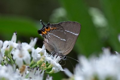 ostruháček jilmový