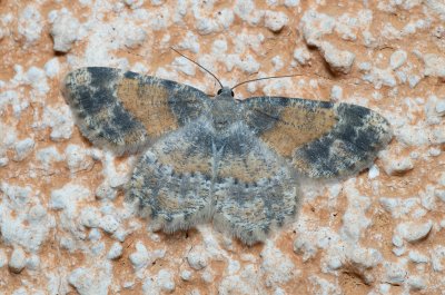 Charissa variegata (-), IT, Kuens, Jižní Tyrolsko