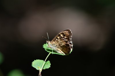 Pararge aegeria (okáč pýrový), Podkomorské lesy