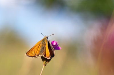 soumračník čárečkovaný