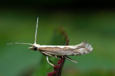 zápředníčkovití