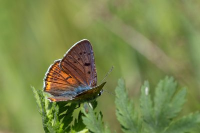 ohniváček modrolesklý