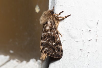 hrotnokřídlecovití