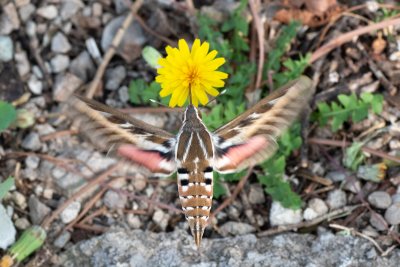 Hyles livornica (lišaj vinný), HR, Jablanac