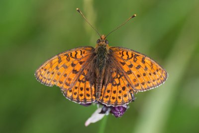 perleťovec dvouřadý