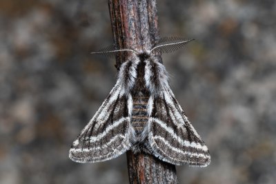 Lycia zonaria (drsnokřídlec bělopásný), PP Člupy