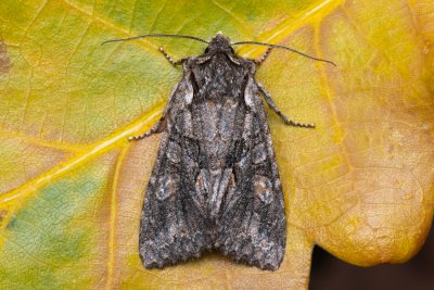 Dichonia convergens (pestroskvrnka hnědošedá), PR Kamenný vrch
