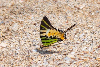 Graphium antiphates (-), TH, Railay