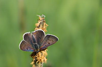 ohniváček černoskvrnný