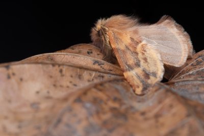 Ptilophora plumigera (hřbetozubec javorový), PR Kamenný vrch