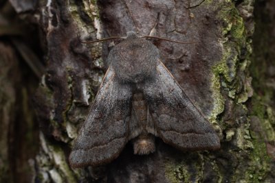 Orthosia opima (jarnice šedá), NPR Radostínské rašeliniště