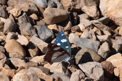 bělopásek jednořadý