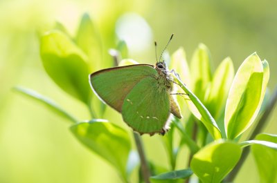 ostruháček ostružinový