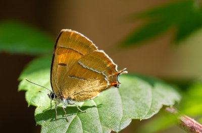 ostruháček březový