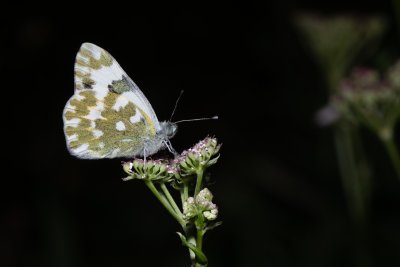 bělásek rezedkový