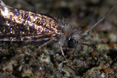 drobnokřídlíkovití