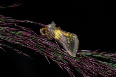 Diachrysia chrysitis (kovolesklec šedivkový), PP Střelická bažinka